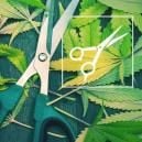 Podas: Todo Lo Que Hay Que Saber