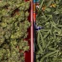 Qué hacer con los restos de hojas de abanico y recortes de marihuana