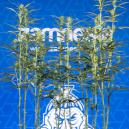 Defoliación de marihuana: Todo lo que necesitas saber