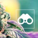 Búsqueda De Fenotipos: Todo Lo Que Hay Que Saber