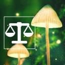 Cómo Pesar Y Dosificar Psicodélicos De Forma Segura