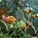 Guía Definitiva De Los Cactus De Mescalina
