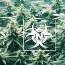 Exceso De Nitr&oacute;geno En Plantas De Marihuana