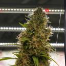 Ciclos de luz para autoflorecientes explicados