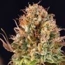 Cuándo cosechar las plantas de marihuana