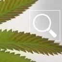 Carencia de fósforo en la marihuana: Síntomas y soluciones