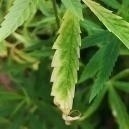 Carencia de potasio en las plantas de marihuana