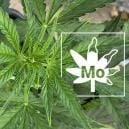 Deficiencia De Molibdeno En Las Plantas De Marihuana
