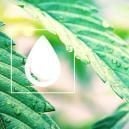 Cómo Regar Las Plantas De Marihuana