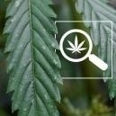 Manchas blancas en las hojas de marihuana