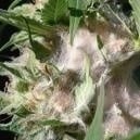 Cómo detectar y prevenir la podredumbre del cogollo en la marihuana