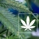 Manchas marrones en las hojas de marihuana: Guía para identificarlas