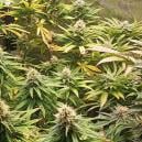 pH para el cannabis: cómo medirlo y ajustarlo