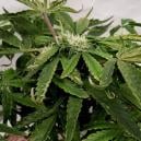 Solución para hojas de marihuana dobladas hacia arriba