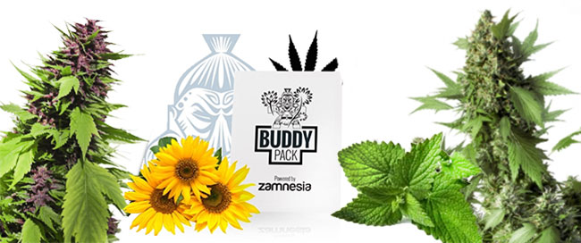 Ocultar el cultivo de cannabis Ocultar el cultivo de cannabis