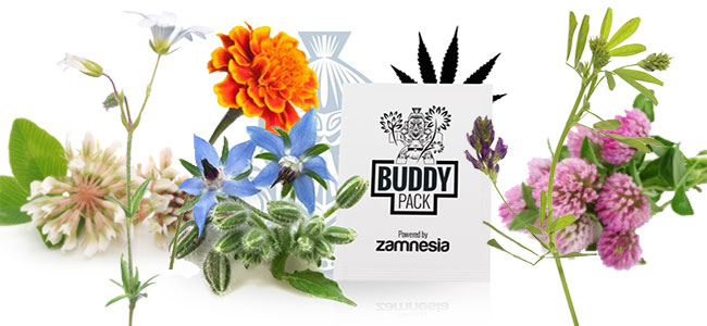 Compañero de Cannabis nurture Compañero de Cannabis nurture