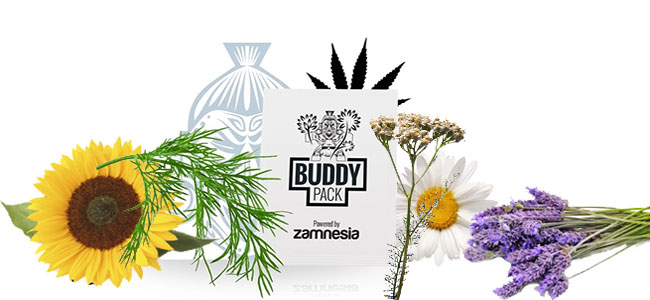 El compañero de cannabis atrae insectos El compañero de cannabis atrae insectos