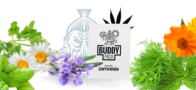 Los cannabis de compañía repelen insectos Los cannabis de compañía repelen insectos