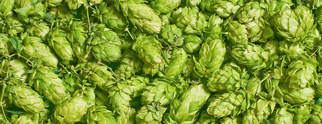 Lúpulo para la cerveza Lúpulo para la cerveza