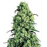 Sensi Seeds Skunk #1 Skunk #1