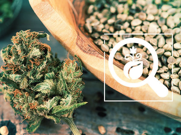 Cómo conservar en perfecto estado las semillas de marihuana