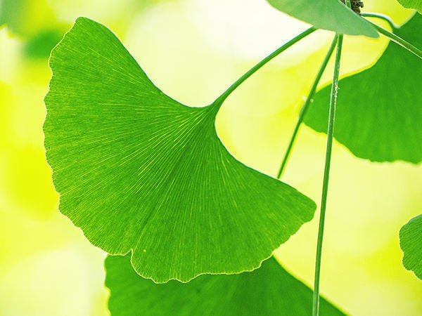 Cómo Aprovechar Al Máximo El Ginkgo Biloba - Zamnesia