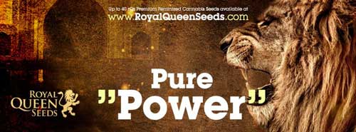Royal Queen Seeds Royal Queen Seeds