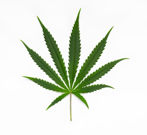 Sativa Semillas de cannabis indica y cannabis sativa diferencias
