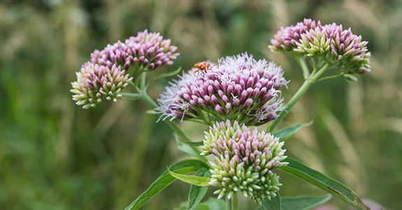La valeriana La valeriana