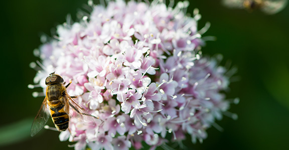 La Valeriana La Valeriana