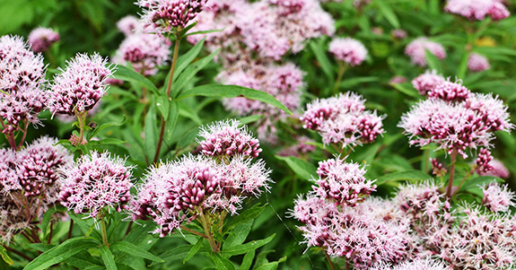 la Valeriana la Valeriana