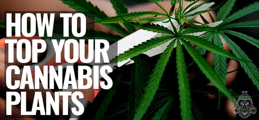 Cómo Podar Apicalmente Tus Plantas De Marihuana