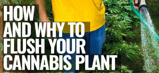 Cómo Y Por Qué Hacer Un Lavado De Raíces A Tus Plantas De Marihuana