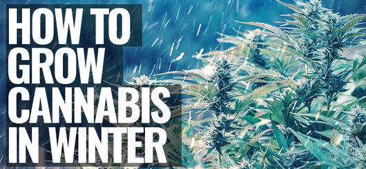 Cómo Cultivar Marihuana En Invierno