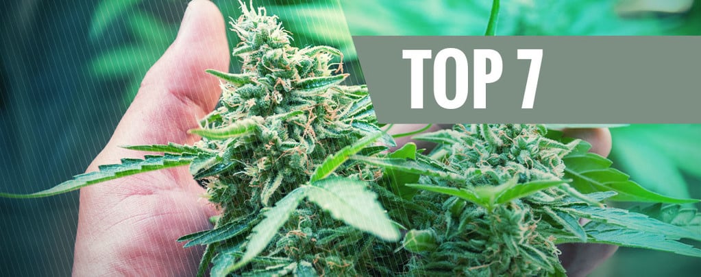 7 Causas Frecuentes De Estrés Para La Planta De Marihuana