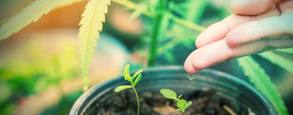 Agua Ideal Para Las Plantas De Marihuana