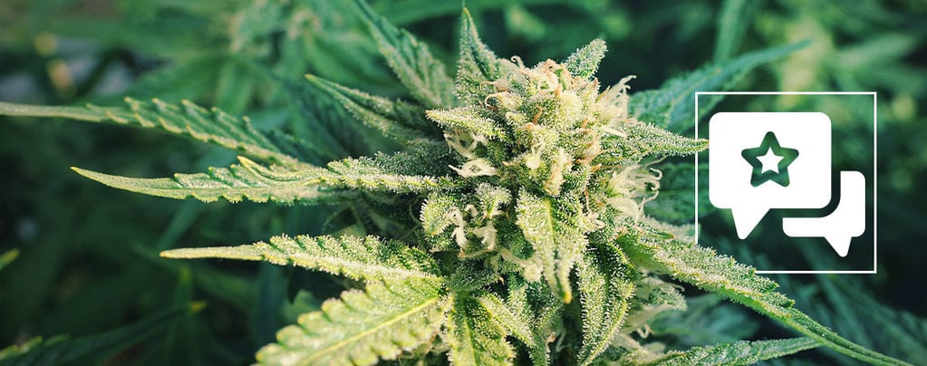 Blueberry: Análisis E Información De La Variedad De Marihuana