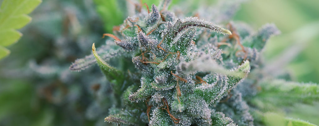 Cultivar Cannabis Ecológico