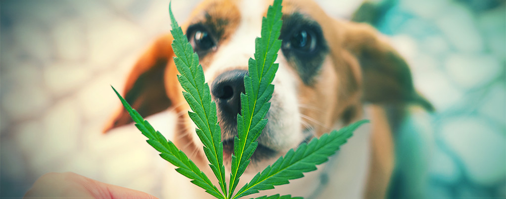 Mascota & Cannabis