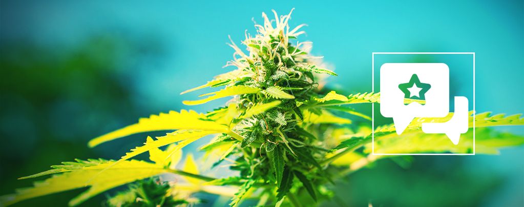Power Flower: Análisis & Información De La Cepa De Cannabis