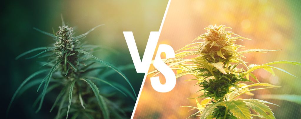 ¿En Qué Se Diferencian El Cáñamo Y El Cannabis?