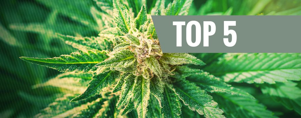 Top 5 De Variedades Cannabis Ruderalis