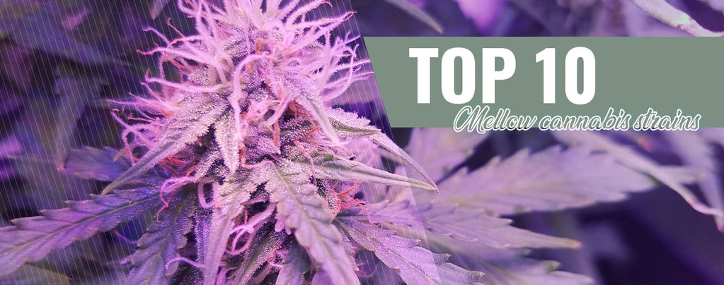 Top 10 de variedades suaves del 2016