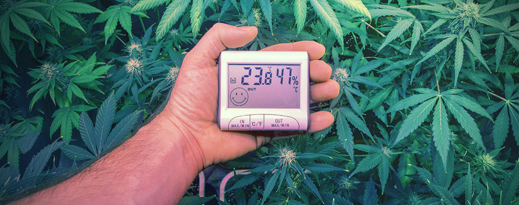 Temperaturas Ideales Cultivar Marihuana