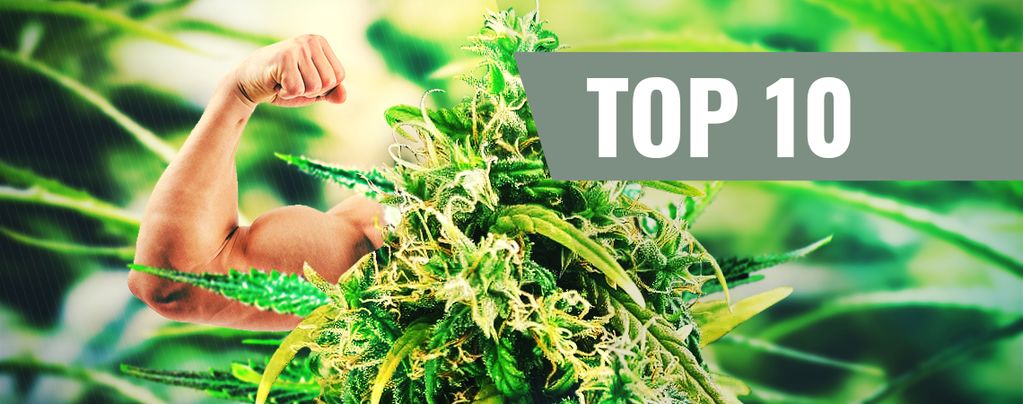 Top 10 Variedades De Marihuana Más Potentes 