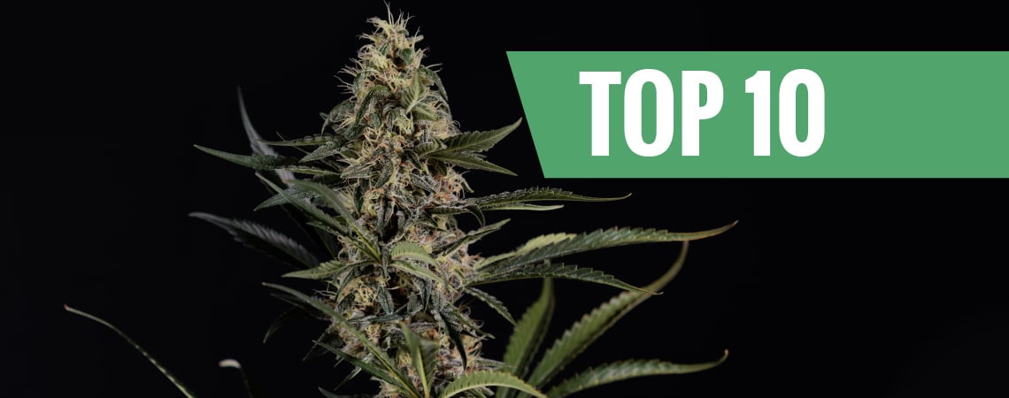 Las 10 variedades de marihuana más potentes