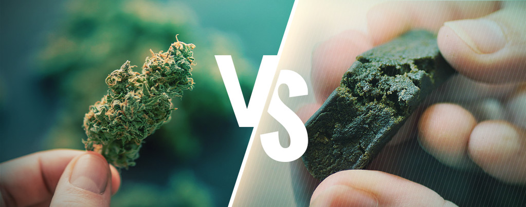 La Diferencia Entre La Marihuana Y El Hachís