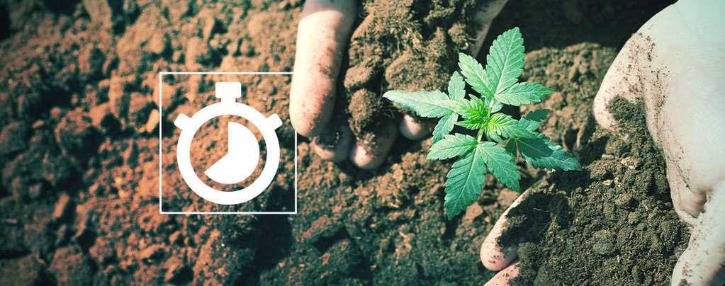 Cultiver Marihuana