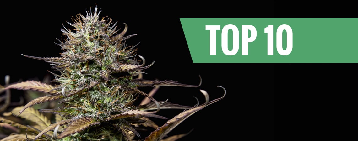 Las 10 mejores variedades de marihuana autofloreciente