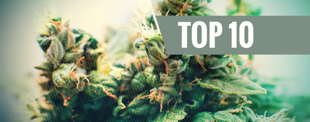 Top 10 Semillas De Marihuana Autofloreciente